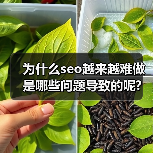 为什么seo越来越难做是哪些问题导致的呢?(图3) 为什么seo越来越难做是哪些问题导致的呢?(图3)