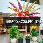 网站优化怎样吸引蜘蛛?(图4) 网站优化怎样吸引蜘蛛?(图4)