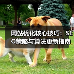 网站优化核心技巧：SEO策略与算法更新指南（图2）